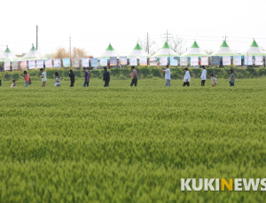군산꽁당보리축제 취소