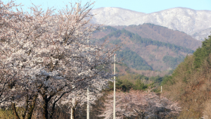 '눈과 벚꽃의 조화'