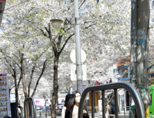 바닥에 떨어진 벚꽃
