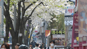 흩날리는 벚꽃