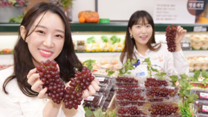 “작은 포도가 달다!” 올해 첫 델라웨어 포도 선보여