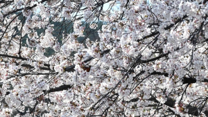[곽경근의 시선& 느낌] 벚꽃엔딩… 아쉬운 女心