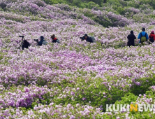 [여행&레저] 산상화원에서 즐기는 진분홍 향연 ‘황매산 철쭉’
