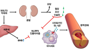 [병원소식] 세브란스병원 연구팀, 당뇨병 치료제의 심혈관질환 감소 기전 최초 규명