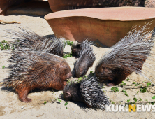 다같이 모여 먹이 먹는 '포큐파인 가족'