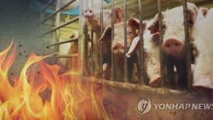 경북 영천 돼지농장서 화재…900여마리 폐사