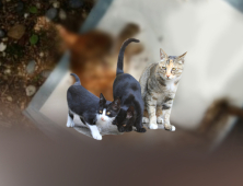 사냥용 화살 맞아 실명한 고양이…가해자 40대 집행유예?