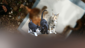 사냥용 화살 맞아 실명한 고양이…가해자 40대 집행유예?