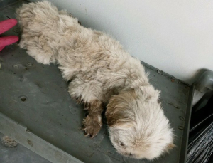 12년을 함께한 반려견 생매장 한 견주 부부 검거
