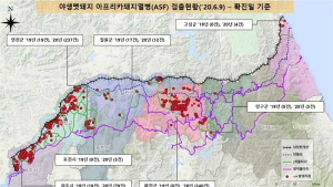 야생멧돼지 아프리카돼지열병, 경기도 연천에서 2건 추가 발생