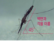 파주서 채집된 말라리아 매개모기서 원충 확인…
