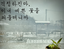 [#쿠키감성] '화초에게 전하는 메세지'