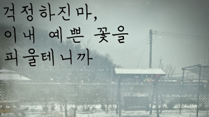 [#쿠키감성] '화초에게 전하는 메세지'