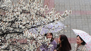 [오늘 날씨] 전국서 봄비 ‘우산 챙기세요’