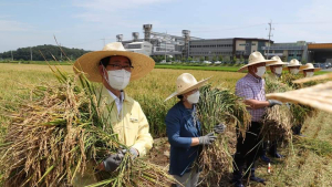 충남도, '빠르미' 일반 농가 대량 재배 성공