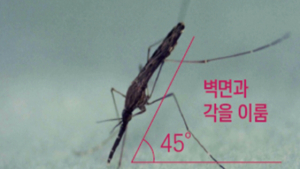 올해 첫 말라리아 감염모기 출현…말라리아 발생지역 모기물림 주의