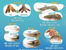 가을철 별미 대하, ‘자연산’ ‘양식’ 어떻게 구별할까