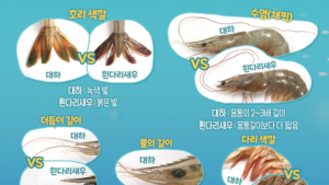 가을철 별미 대하, ‘자연산’ ‘양식’ 어떻게 구별할까