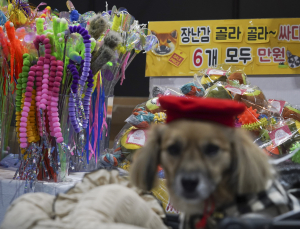 우리집 댕댕이를 위한 용품이 한자리에