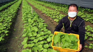 산청군, 신소득작목 육성 박차...고추냉이 쌈채소 판로개척 나서 [산청소식]