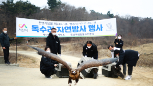 천연기념물 독수리, 서산시 천수만에서 ‘훨훨’