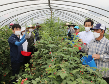 고창 블랙라즈베리(복분자) 추출물, 혈압조절 기능성 인정