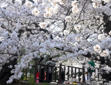 경포대는 벚꽃 천국