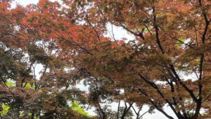 손담비-이규혁, 행복 가득한 결혼식 현장 사진 공개