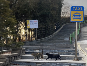 고양이 챙기는 대학생을 아시나요