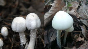 화려하지 않으면 식용?… 독버섯 식중독 주의보