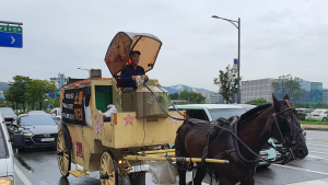 ‘IT밸리’ 판교 한복판엔 마차가 달린다... 왜?