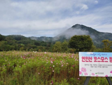 가을나들이 가평 '연인산 코스모스 정원' 어때?