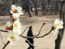 봄이 와요 '활짝 핀 매화' 