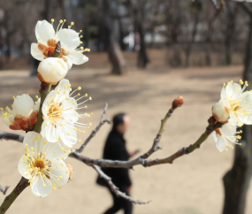 봄이 와요 '활짝 핀 매화'