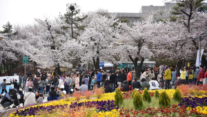 경기도청 구청사에서 4월 7~9일 봄꽃축제 개최