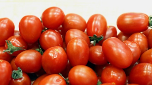“쓴맛 나면 뱉어요” ‘토마틴 과다’ 방울토마토 먹고 구토·복통