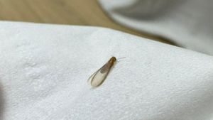 '늑대거북 이어 흰개미까지'…생태계 교란하는 외래종들