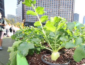 도시농업인 300만명·공동체 1000곳 늘린다
