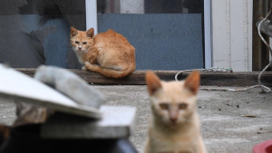 서울시, 고양이 고병원성AI 선제 방역...“인체 감연 사례 없어”