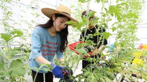 장마 후 폭염 속 온실 작물 재배 관리 달리해야