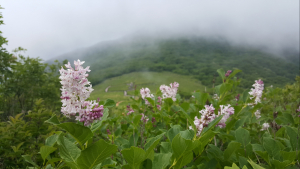 북부지방산림청, 산림유전자원보호구역 확대 지정