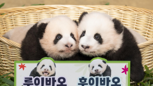 쌍둥이 판다 '루이바오-후이바오' 공개