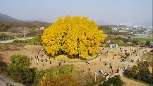 원주시, 반계리 은행나무광장 본격 조성