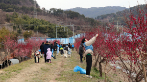광양제철소, 민·관 힘모아 홍매화길 살리기 나섰다