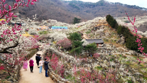 광양매화축제, 전국서 발길 이어져...성황리 막 내려