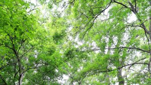 치악산 성황림·판대 아이스파크, 3월 원주 로컬 100 선정