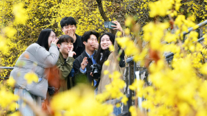  촉촉이 내리는 봄비에 ‘노란 개나리’ 선명…