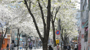“의대 증원 확실한가요”…혼돈 속 노량진 학원가 [가봤더니]