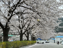 [포토]삼척 도계에 핀 화려한 벚꽃