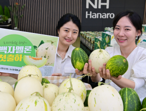  농협유통, 도자기 닮은 '백자 멜론' 첫선